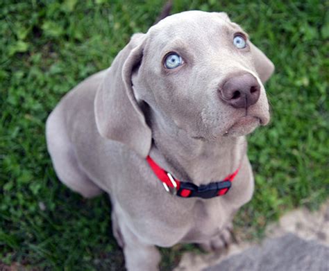 El Perro Gris De Ojos Azules Todo Sobre Ellos Con Im Genes