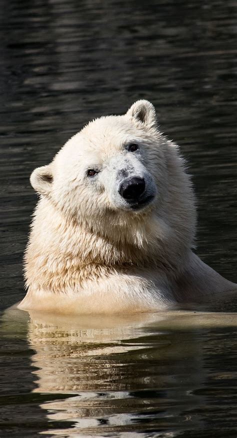 About Wild Animals A Polar Bear In The Water Polar Bear Animals