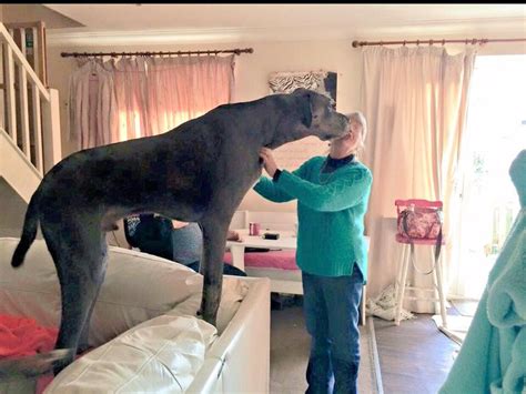 Freddy, el perro más grande del mundo