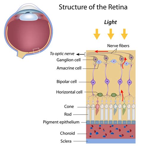 Layers Of The Retina Discovery Eye Foundation