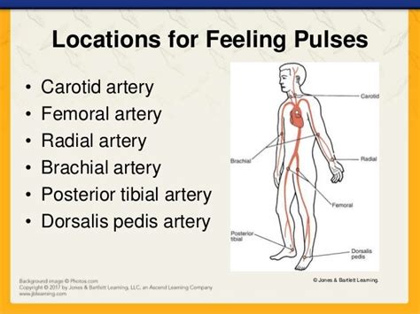 Ch03 Presentation Humanbody