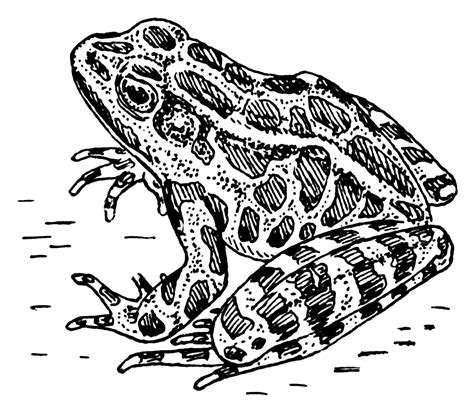 Frog Line Drawing At Explore Collection Of Frog