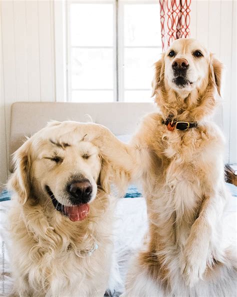 Golden Retriever Patting Another Dog On The Head By Stocksy