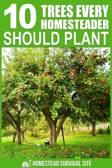 landscaping fruit trees i ll execute this out whenever i am able to landscaping