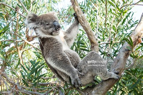 Koala Bear Sleeping In A Gum Tree High Res Stock Photo