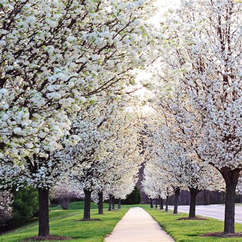 The picture below shows correct and incorrect pruning of an apple tree. Chanticleer® Pear Tree | The Tree Center™