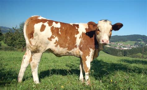 Cow From Side View Stock Photo Image Of Facing Farming 1246188