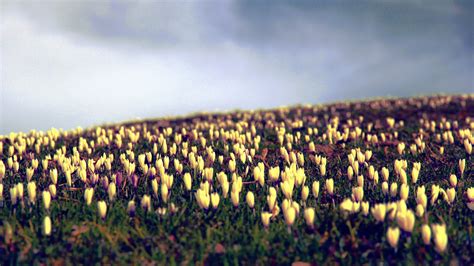 Wallpaper Sunlight Flowers Grass Sky Plants Tulips Field
