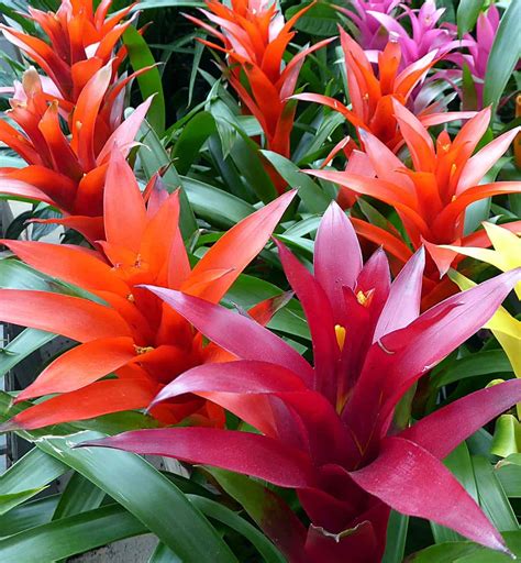 Best Indoor Plants With Red Flowers Gardening Tips And Tricks