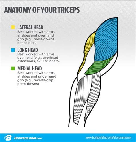 6 Strategies To Target Your Triceps Lateral Head And Build