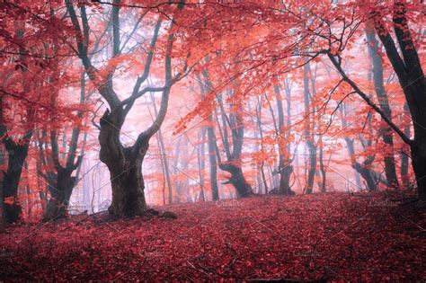 Magic Forest In Fog In Autumn High Quality Nature Stock Photos