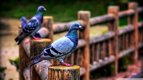 Pigeon Full Hd Wallpaper And Background Image 1920x1080 Id398661