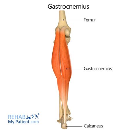 Gastrocnemius Leg Rehab My Patient