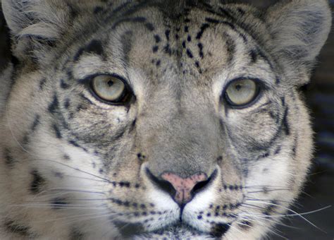 Snow Leopard Face By Vertor On Deviantart