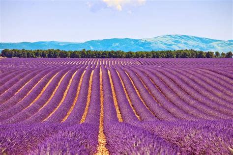 Avignon To Provence Small Group Lavender Fields Day Trip 2022 Viator