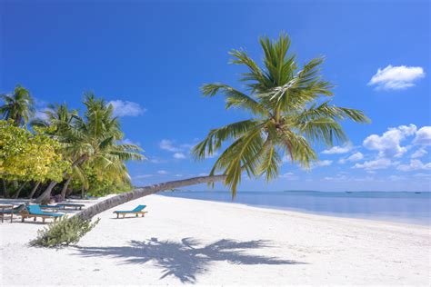 Free Images Tropics Nature Palm Tree Beach Caribbean Sky