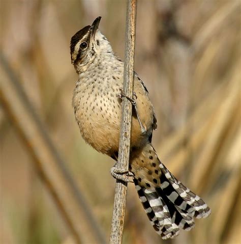 How to pronounce cactus wren. Coachella Valley Preserve