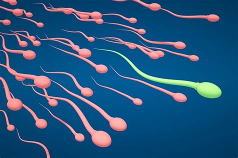 male fertility testing after vasectomy american pregnancy association