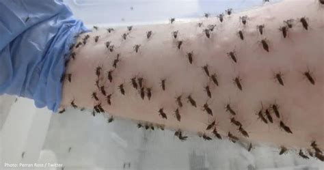 Scientists Lets Thousands Of Mosquitoes Bite His Arm In The Name Of