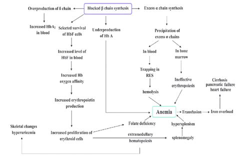 Pathophysiology Of Thalassemia Download Scientific Diagram