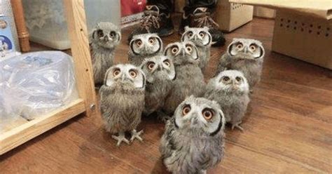 A Funny Owls And Cute Owls Compilation
