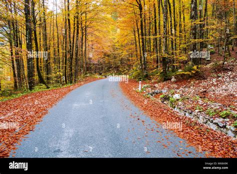 Winding Forest Road In Beautiful Autumn Colors Near Bohinj Lake In