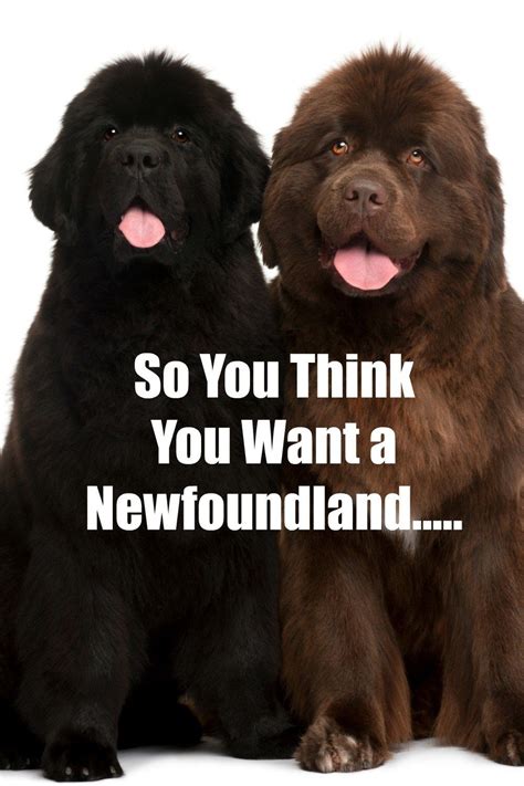 Before You Get A Newfoundland You Should Do A Lot Of Reasearch Because