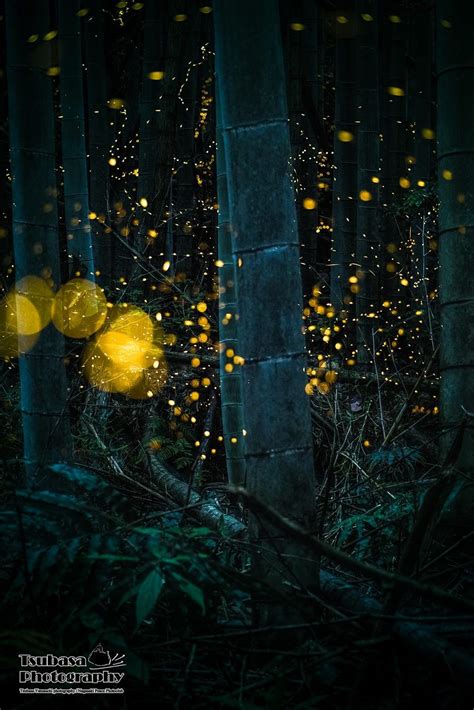 蛍 Firefly By Tsubasa Yamauchi Firefly 蛍 Beautiful Nature