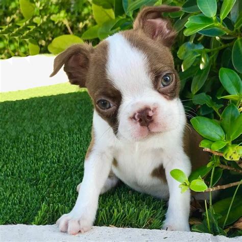 She is family raised and good with children. Blue boston terriers for sale > MISHKANET.COM
