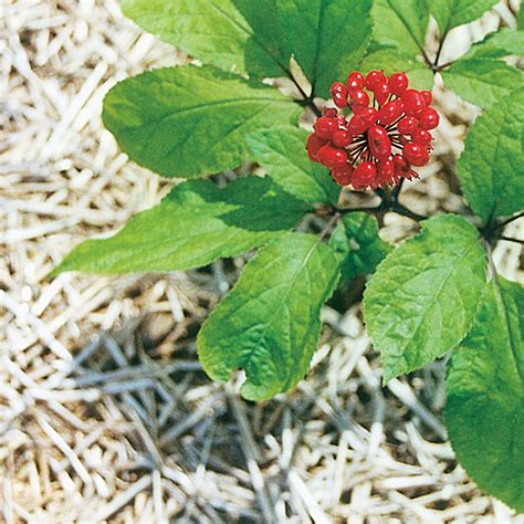 How To Grow A Ginseng Plant Garden Guides