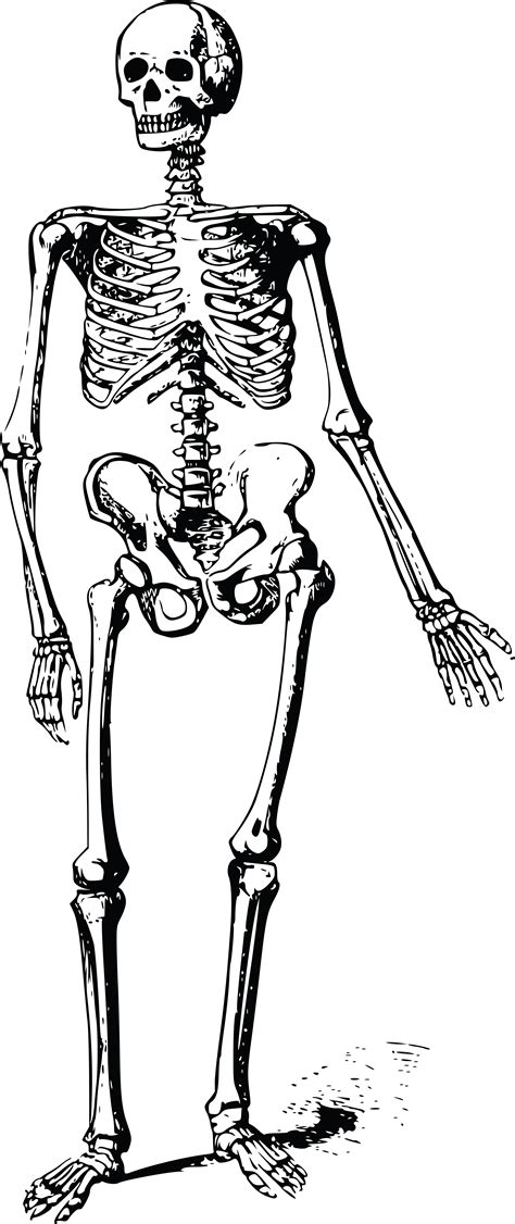 The Skeletal System Human Skeleton Human Back Human Body Png Clipart