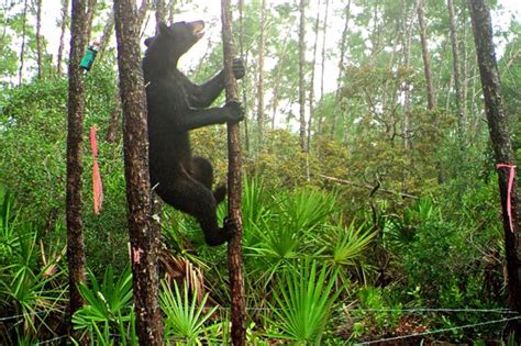 Florida Wildlife Commission Targets Another Bear Hunt