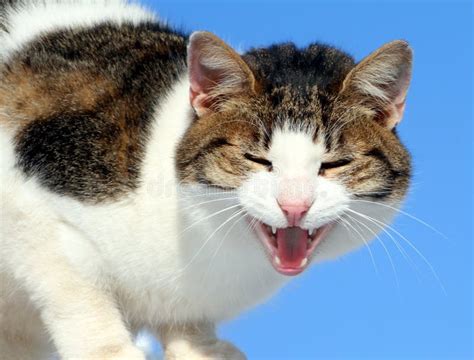 Krzyczący Kot Zdjęcie Stock Obraz Złożonej Z Zwierzę 27556630