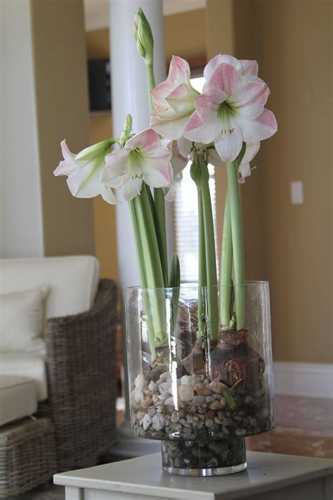 Forcing Bulbs How To Grow Flowers In Water This Winter