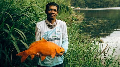 Asian Carp Fishing Catch Big Gold Fish Youtube