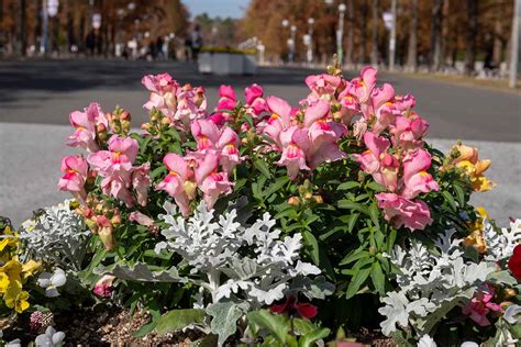 How To Grow Snapdragons In Containers Gardeners Path