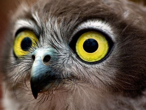 My What Big Eyes You Have Owl Owl Eyes Beautiful Birds