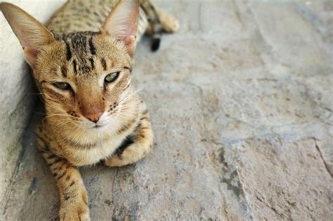 5 Amazing Long Legged Cat Breeds Wise Kitten