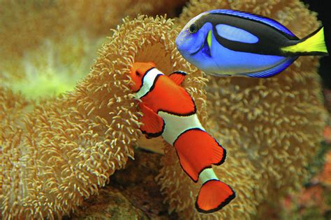 Clownfish And Regal Tang By Aamir Yunus