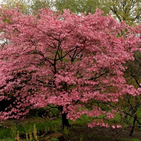 Also like a small child, dogwoods can be if carefully treated, a mature dogwood tree species, such as the flowering dogwood, may reach 40 feet in height. Red Flowering Dogwood | New Blooms Nursery