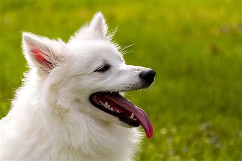Meet The Spectacular Spitz Breeds — American Kennel Club 2022