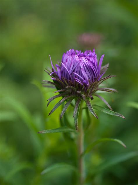Purple Flower Unidentified Purple Flower At Portmeirion W Flickr