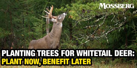 Calling Whitetail Deer Does It Still Work