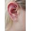 Types Of Rook Piercings Everything You Need To Know  Body Tattoo Art