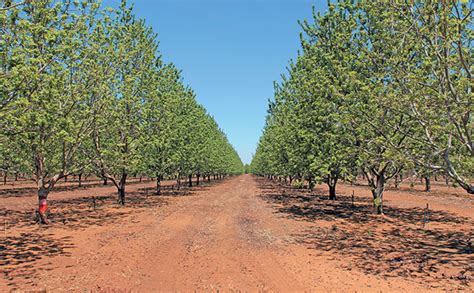 Moringa oleifera trees for sale r100 or r45.00 each for 100 own your very own moringa tree this beautiful bright green tree will be available from the dragon fruit nursery by the end of april. Pecan nut profits: well worth the wait!