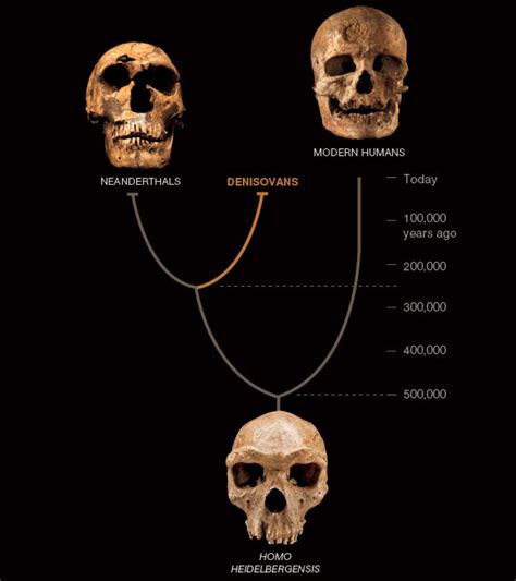 Pin On Neanderthal And Denisovans