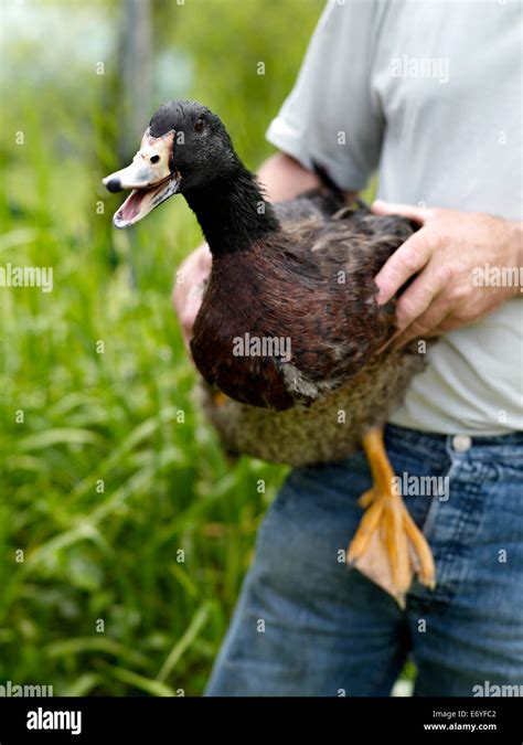 Man Holding A Live Duck Stock Photo Alamy