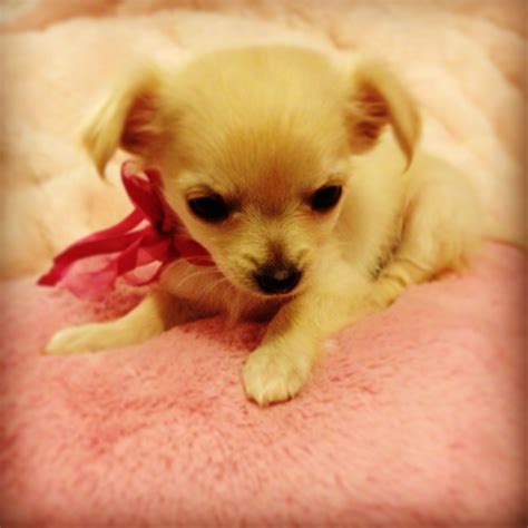 Baby Chihuahua Baby Chihuahua Chihuahua Toy Dog Breeds