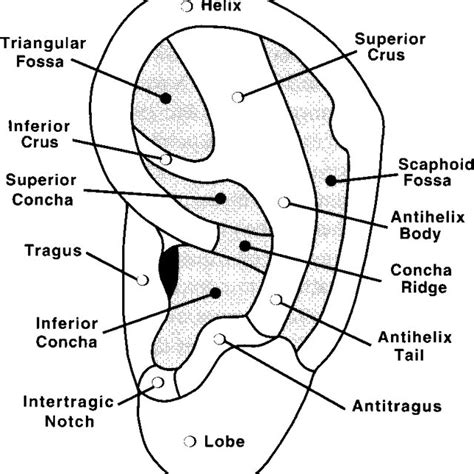 Identification Of Specific Anatomical Regions Of The Auricle