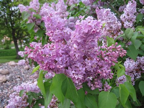 Old Fashion French Lilac Flower Shrub Tree 25 Seeds Property Room